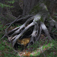 Root Home